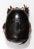 Atholus duodecimstriatus duodecimstriatus